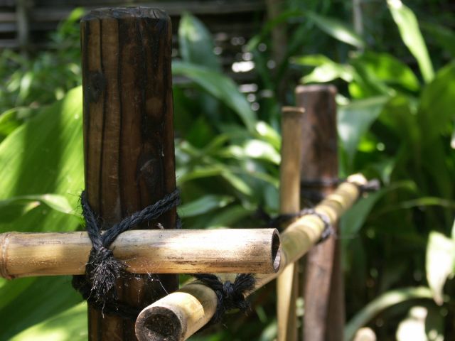 Croisement de bambous